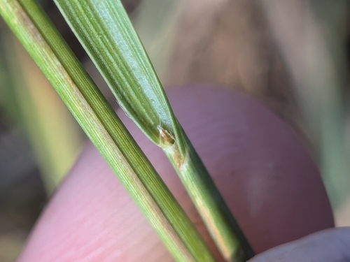 Paspalum plicatulum, photograph 4