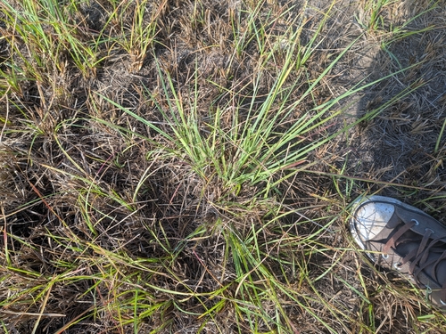Paspalum plicatulum, photograph 5