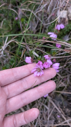 Bauera capitata (Bauera capitata)
