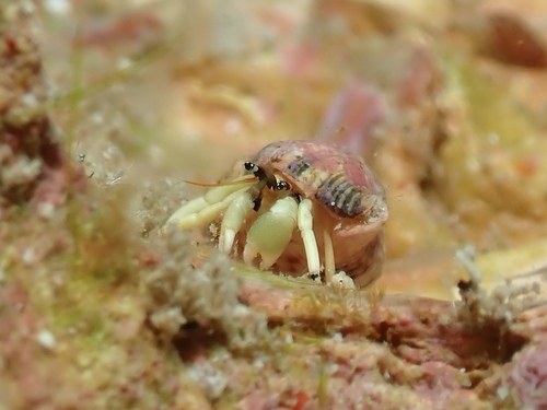 Calcinus guamensis observed 2026-04-15