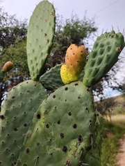 Opuntia lasiacantha