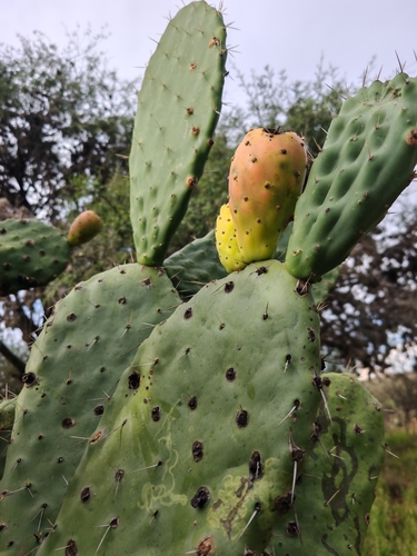 Opuntia lasiacantha, photograph 2