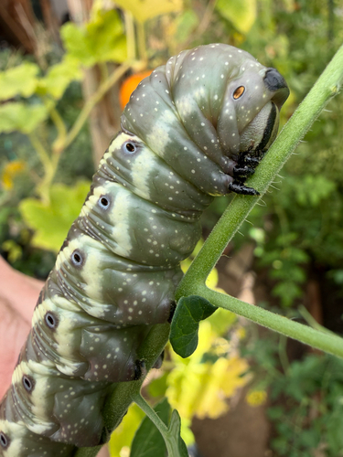 Five-spotted Hawk Moth