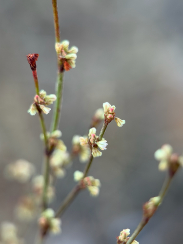 Eriogonum gracile, photograph 4