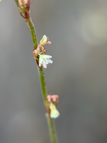 Eriogonum gracile, photograph 3