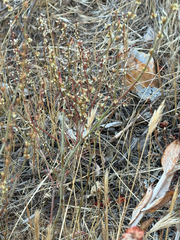 Eriogonum gracile, photograph (c) klicklo, some rights reserved (CC BY)