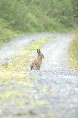 Lepus timidus hibernicus