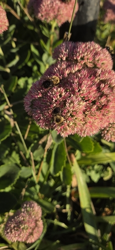 Common Eastern Bumble Bee