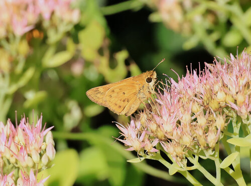 Fiery Skipper