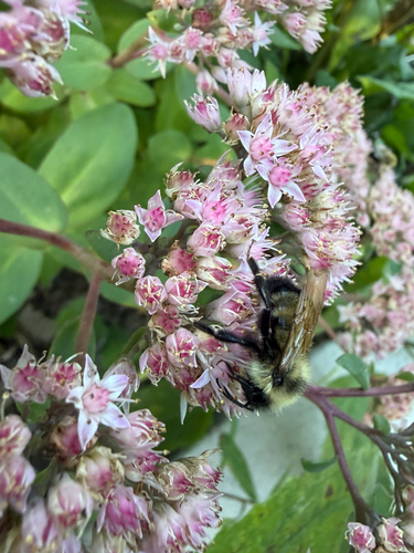 Lemon Cuckoo Bumble Bee