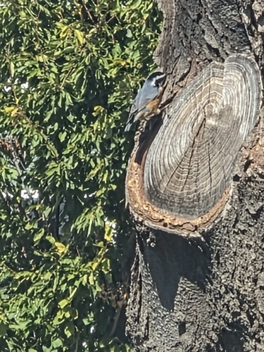 Red-breasted Nuthatch