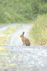 Lepus timidus hibernicus