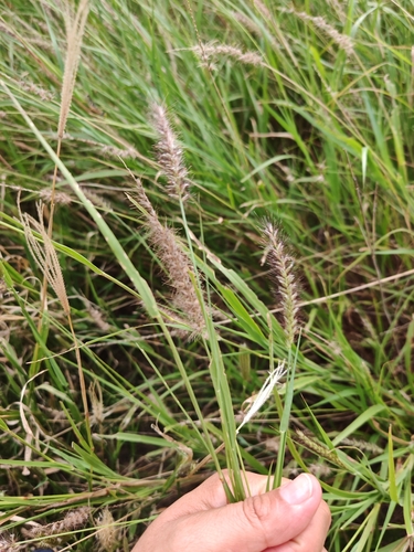 Cenchrus ciliaris, photograph 4