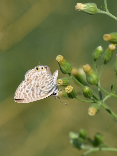 Lang's Short-tailed Blue