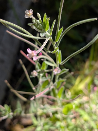 iNaturalist observation photo of fringed willowherb
