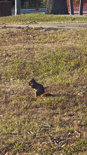 Eastern Fox Squirrel