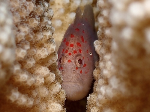 Caracanthus typicus observed 2026-02-20