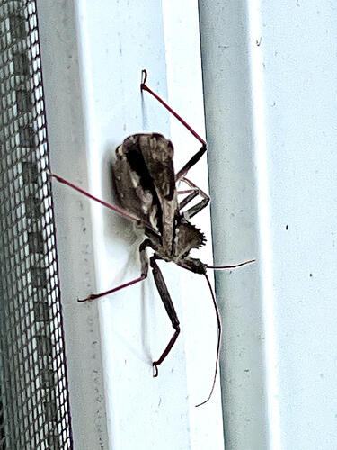 North American Wheel Bug
