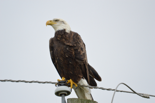 Bald Eagle