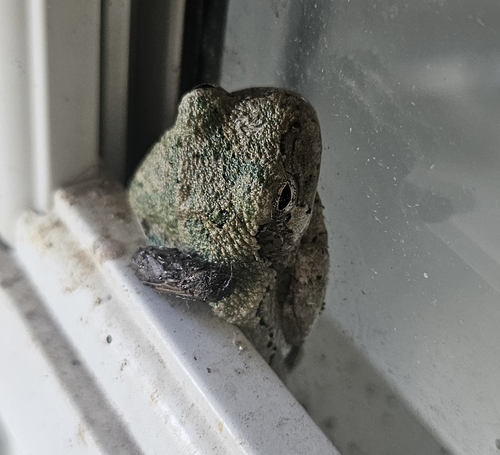 Gray Treefrog Species Complex
