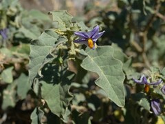 Solanum incanum