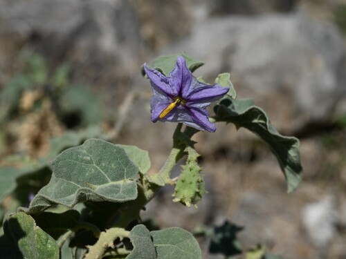 Solanum incanum, photograph 1