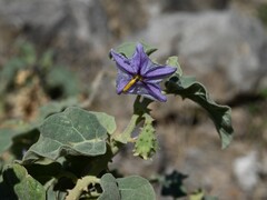 Solanum incanum, photograph (c) Krzysztof Ziarnek, some rights reserved (CC BY)