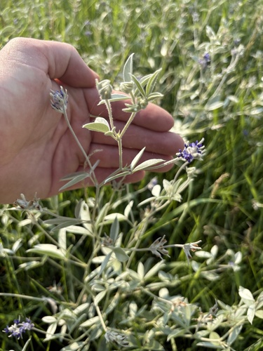 silvery scurfpea