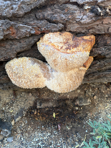 iNaturalist observation photo of Shelf Fungi