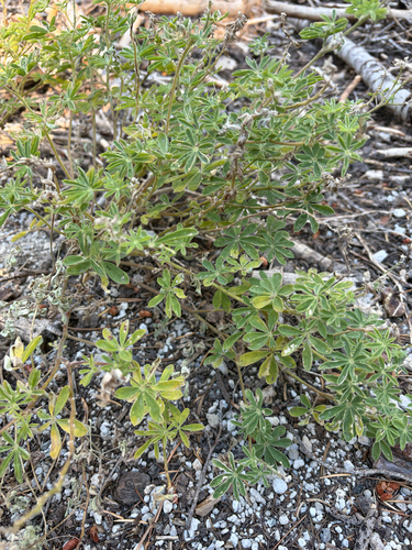 iNaturalist observation photo of lupines