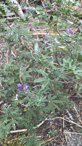 iNaturalist observation photo of lupines