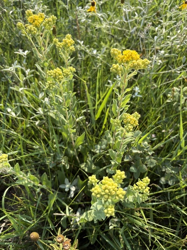 stiff-leaved goldenrod