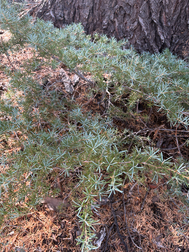 iNaturalist observation photo of mountain hemlock