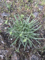 Frasera albicaulis nitida