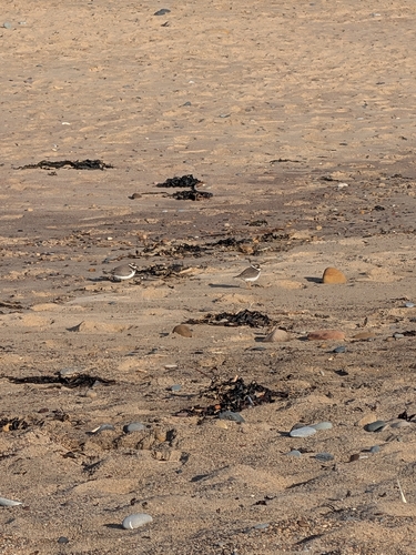 Common Ringed Plover