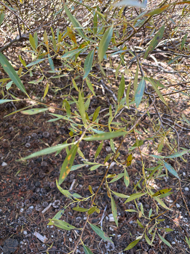 iNaturalist observation photo of Willows