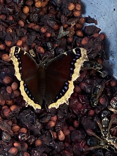 Mourning Cloak
