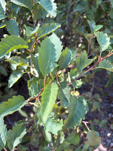 iNaturalist observation photo of grey alder