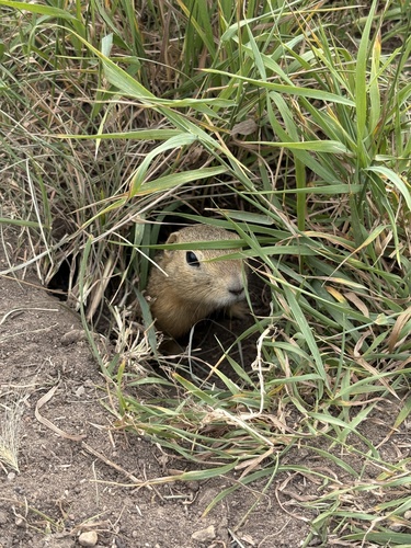 Richardson's Ground Squirrel