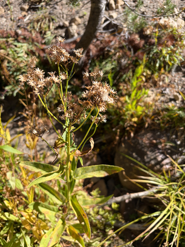iNaturalist observation photo of Sunflowers, Daisies, Asters, and Allies