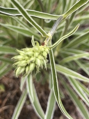 Frasera albicaulis nitida