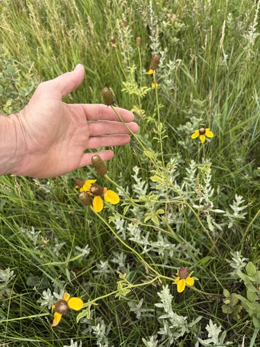 upright prairie coneflower