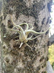 Tillandsia caput-medusae, photograph (c) Carlos Muñoz-Amezcua, some rights reserved (CC BY)