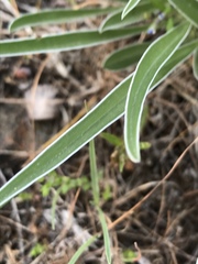 Frasera albicaulis nitida