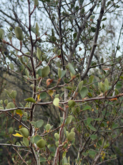 Cercocarpus betuloides, photograph (c) klicklo, some rights reserved (CC BY)