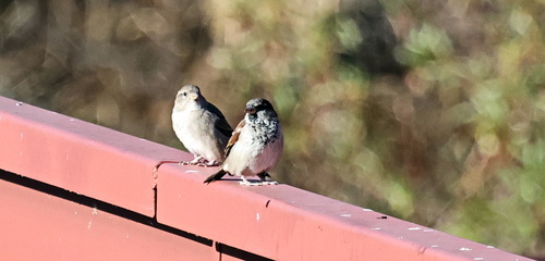 House Sparrow