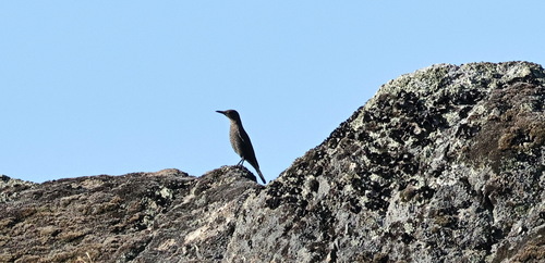 Blue Rock-Thrush