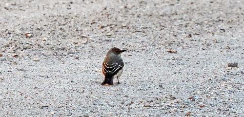 European Pied Flycatcher