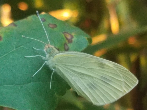 Small White