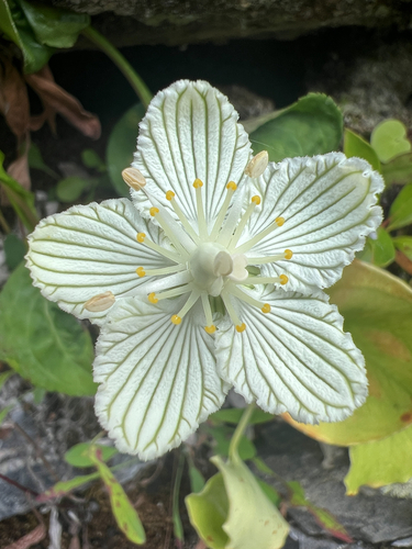 Parnassia asarifolia